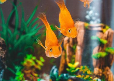 Goldfish Relay
